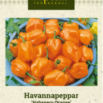 Havannapaprika 'Habanero Orange'