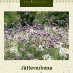 Jättiverbena