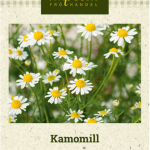 Kamomillasaunio