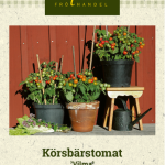 Kirsikkatomaatti 'Vilma'