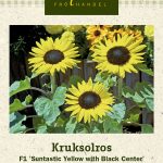 Ruukku Auringonkukka F1 'Suntastic Yellow with Black Center'