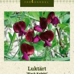 Tuoksuherne 'Black Knight'