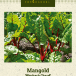 Lehtimangoldi 'Rhubarb Chard'