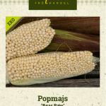 Popmaissi 'Bear Paw' Luomu