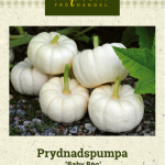 Koristekurpitsa 'Baby Boo'