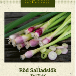Pillisipuli 'Red Toga'