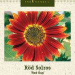 Puna-auringonkukka 'Red Sun'