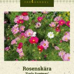 Punakosmoskukka 'Early Summer'
