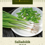 Pillisipuli 'Bajkal'
