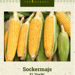 Sokerimaissi F1 'Gucio'
