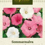Kesämalvikki