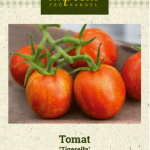 Tomaatti 'Tigerella'