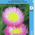 Rusoikikukka 'Double Brilliant Rose'