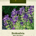 Kirjosalvia 'Blue Monday'