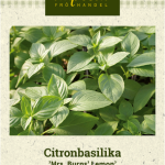 Sitruunabasilika 'Mrs. Burns Lemon'