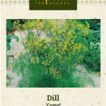 Tilli 'Como'
