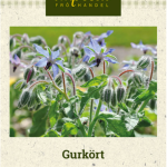 Kurkkuyrtti