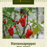 Havannapaprika 'Naga Jolokia'