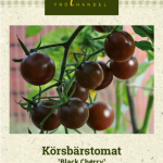 Kirsikkatomaatti 'Black Cherry'