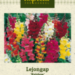 Leijonankita 'Rainbow'