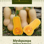 Myskikurpitsa 'Waltham Butternut'