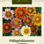 Keltatimanttikukka 'Sunshine'