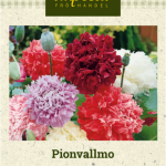 Pioniunikko