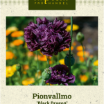 Pioniunikko 'Black Dragon'