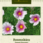 Punakosmoskukka 'Sweet Dreams'