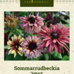 Kesäpäivänhattu 'Sahara'