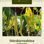 Salkovahapapu 'Goldmarie'