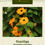 Mustasilmäsusanna 'Aurantiaca Oculata'