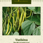 Vahapapu 'De Rocquencourt'