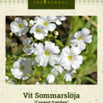 Kesäharso 'Covent Garden'