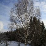 Rauduskoivu