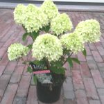 Pikkuhortensia 'Little Lime'