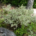 Laikkukirjokanukka 'Ivory Halo'