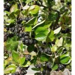 Musta-aronia 'Aronia x prunifolia'