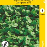 Pinaatti siemennauha ’Campania’ F1