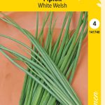 Pillisipuli 'White Welsh'