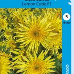 Kääpiöauringonkukka 'Lemon cutie' F1