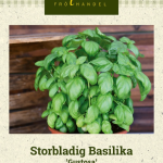 Maustebasilika 'Gustosa'