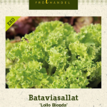 Bataviasalaatti 'Lollo Bionda' Luomu