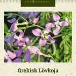 Sarvileukoija