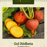 Keltajuurikas 'Golden Eye' Luomu