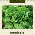 Keräsalaatti 'Hercules'