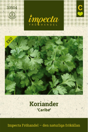 Koriander 'Caribe' Ekologisk