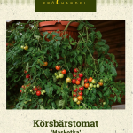 Körsbärstomat 'Maskotka'