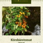 Kirsikkatomaatti 'Venus'