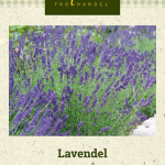 Laventeli